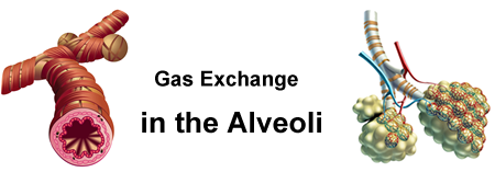gas exchange